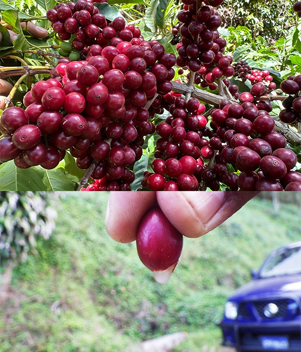 真っ赤に熟したコーヒーチェリー