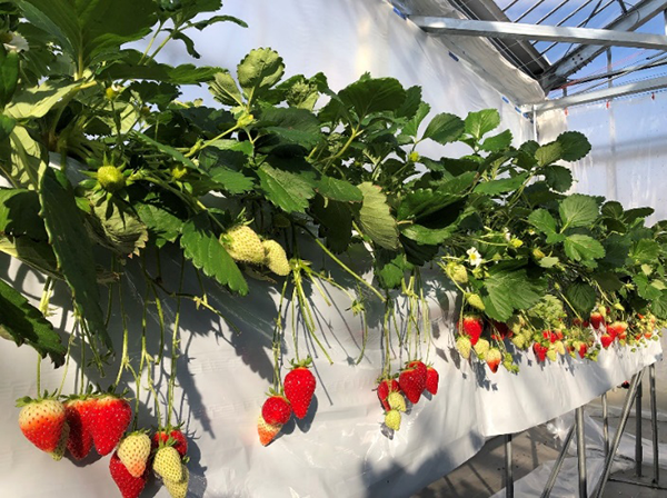 愛知県のイチゴの新品種「愛きらり®」の圃場イメージ