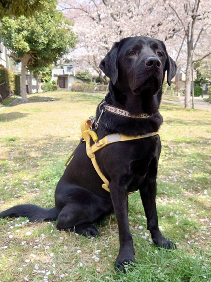 盲導犬となったミライ