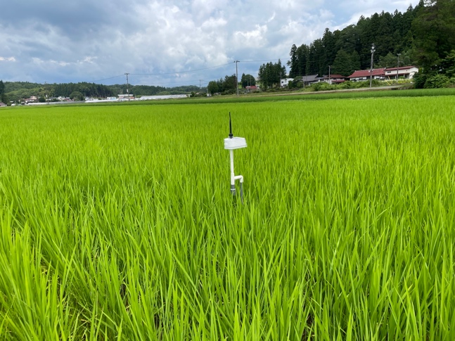 圃場に設置した水位・水温センサー